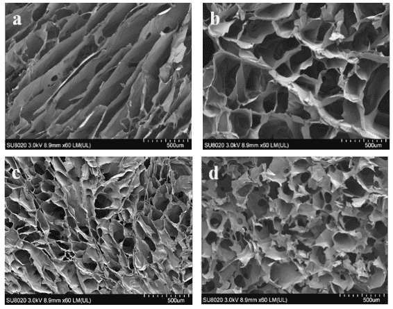 GelMA SEM微观形貌