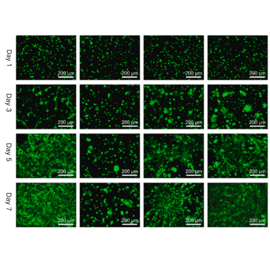 GelMA生物相容性