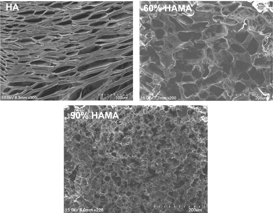 HAMA SEM微观形貌