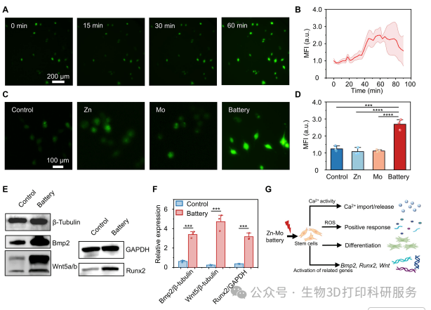 Figure 3：电池电场诱导的细胞内钙信号与成骨通路蛋白表达